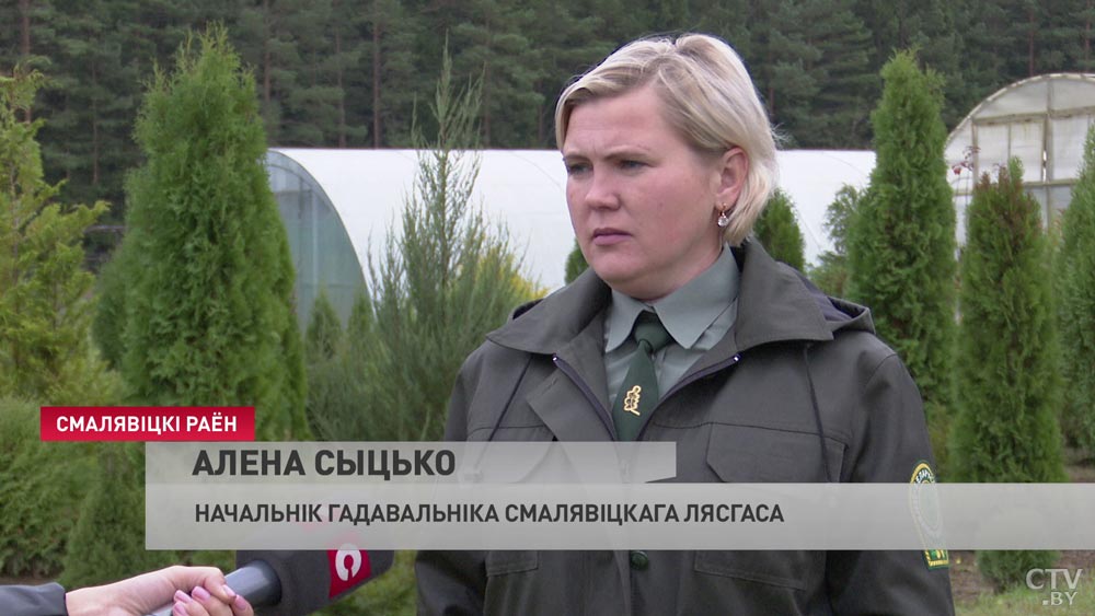 В Смолевичском лесхозе выращивают красный дуб. В чём его особенность?-4