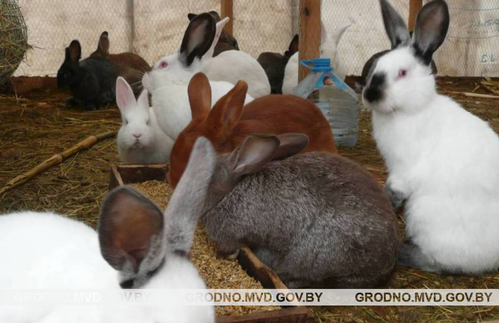 В Сморгонском районе мужчина украл у соседа 10 кроликов
