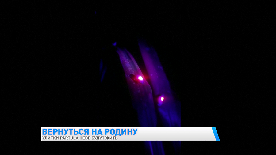 Исчезающие крошечные улитки вернулись на родину. Вот как следят за редчайшим видом-4