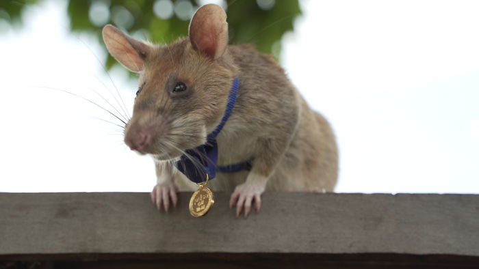 Грызун получил медаль за храбрость и преданность долгу. Вот в чём его заслуга 