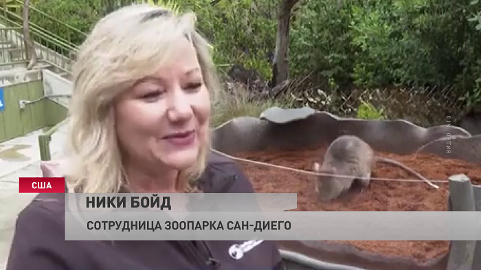 В зоопарке Сан-Диего живёт необычная гамбийская хомяковая крыса. Посмотрите на зверька-1