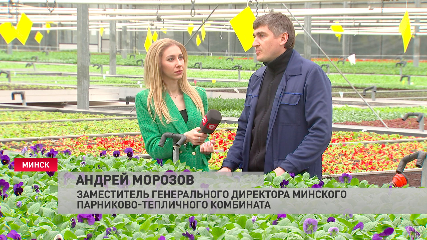 Без огурцов и томатов минчане точно не останутся. Смотрите, где ежегодно выращивают 3000 тонн овощей и зелени-10