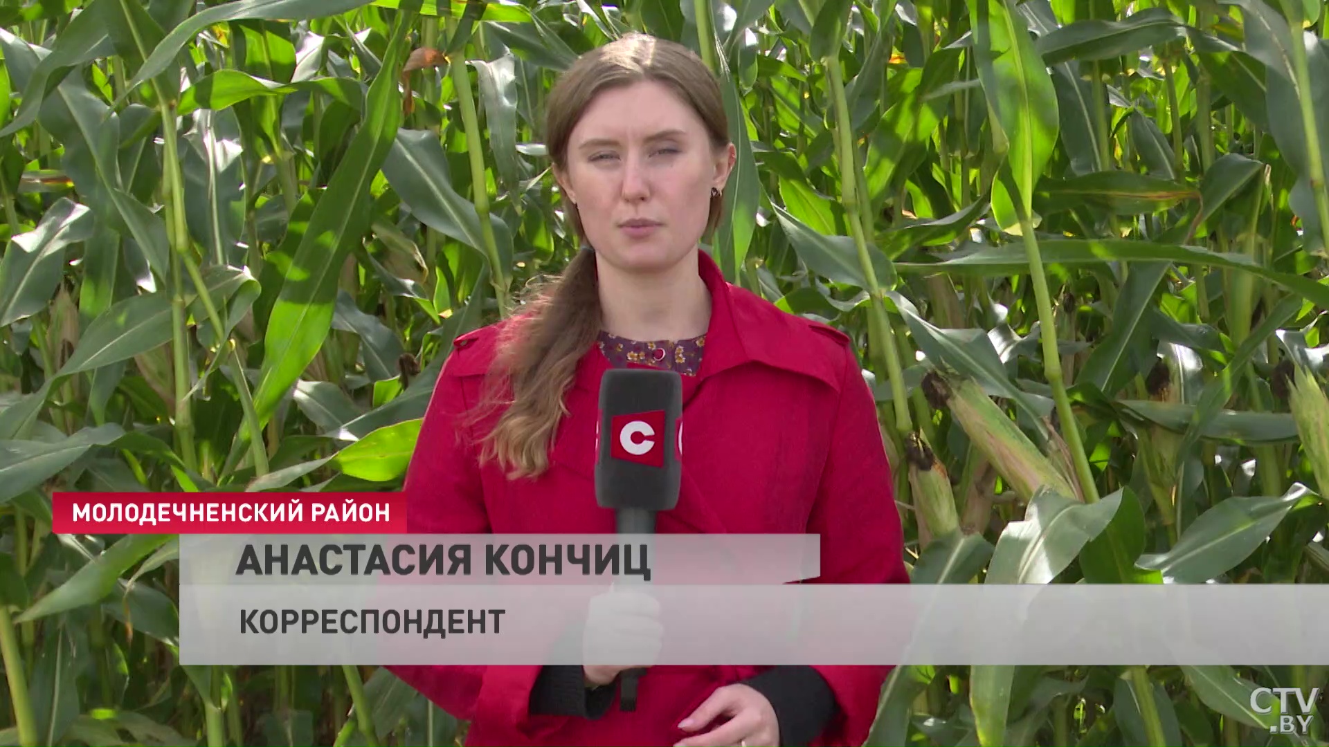 Аграрии ежегодно расширяют посевные площади. В Минской области заготовили больше миллиона тонн силоса-4