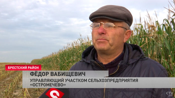 Исторический максимум. В Брестской области рассчитывают собрать небывалый урожай кукурузы-19