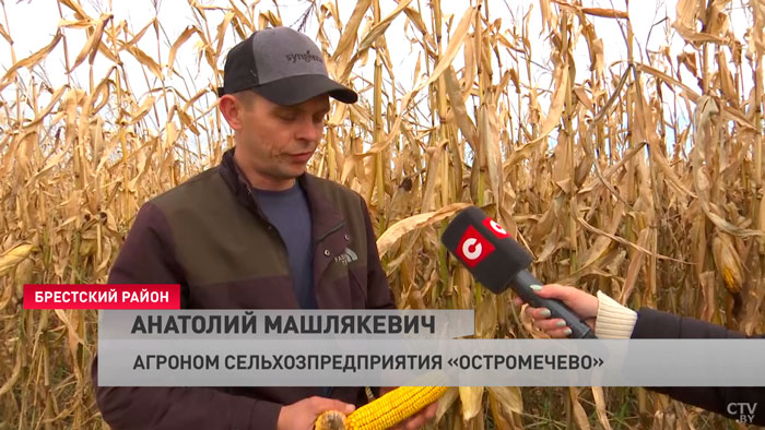 Исторический максимум. В Брестской области рассчитывают собрать небывалый урожай кукурузы-13