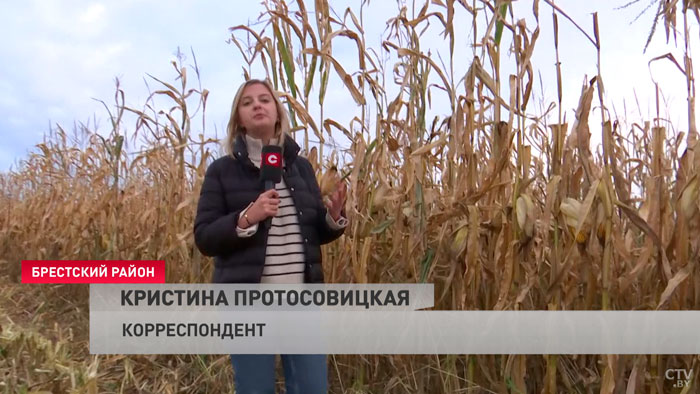 Исторический максимум. В Брестской области рассчитывают собрать небывалый урожай кукурузы-7
