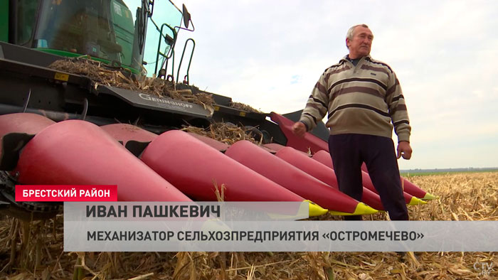 Исторический максимум. В Брестской области рассчитывают собрать небывалый урожай кукурузы-4