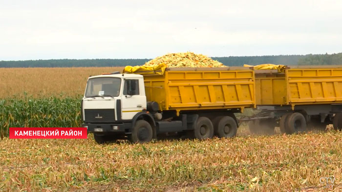 В Брестской области приступили к массовой уборке кукурузы. Какие планы на урожай-2022?-4