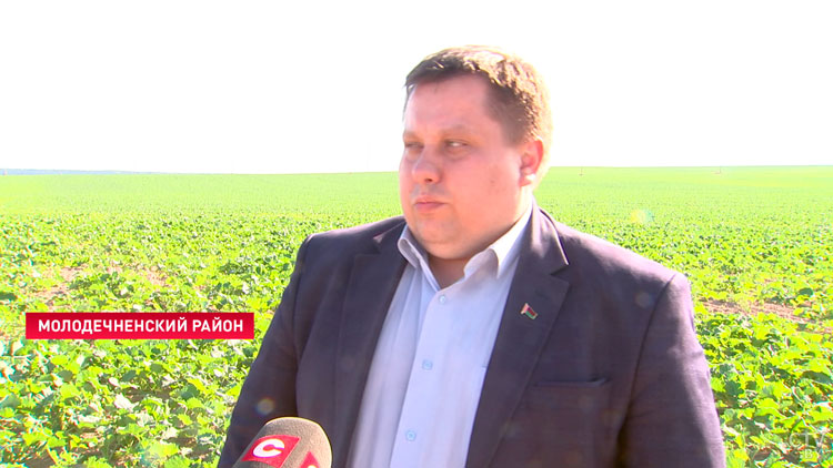 В хозяйствах Минской области активно идёт уборка кукурузы на силос, урожайность – около 300 центнеров с гектара-1