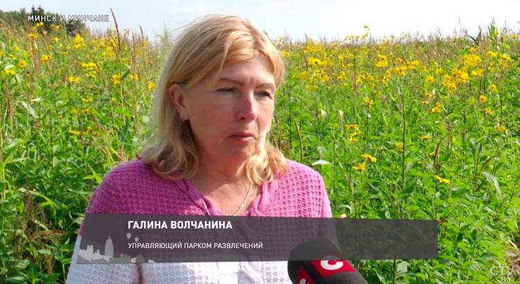 В Беларуси сделали лабиринт в кукурузном поле. Рассказываем о прекрасном месте для отдыха-4