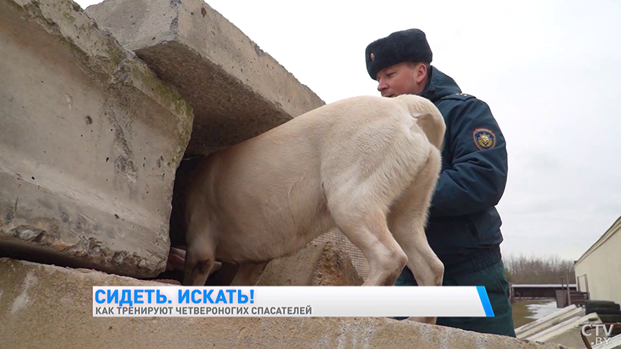 Найдёт пропавшего в лесу, а ещё знает команду «Буся!» Познакомьтесь с лабрадором, которая спасала людей в Турции-28