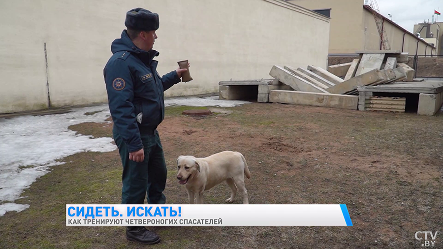 Найдёт пропавшего в лесу, а ещё знает команду «Буся!» Познакомьтесь с лабрадором, которая спасала людей в Турции-31