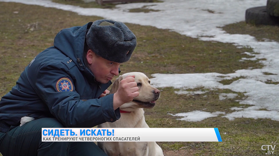 Найдёт пропавшего в лесу, а ещё знает команду «Буся!» Познакомьтесь с лабрадором, которая спасала людей в Турции-7