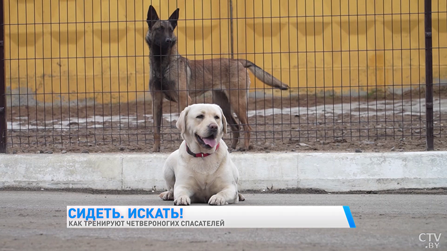 Найдёт пропавшего в лесу, а ещё знает команду «Буся!» Познакомьтесь с лабрадором, которая спасала людей в Турции-10