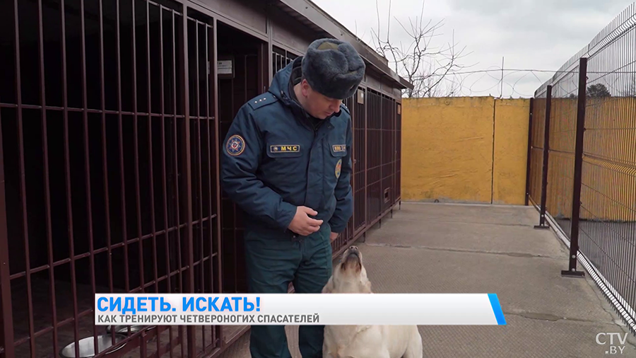 Найдёт пропавшего в лесу, а ещё знает команду «Буся!» Познакомьтесь с лабрадором, которая спасала людей в Турции-16