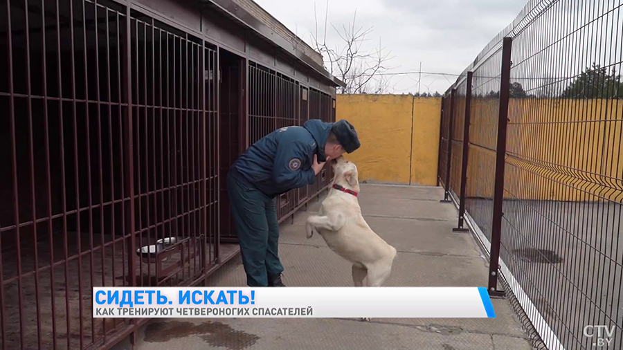 Найдёт пропавшего в лесу, а ещё знает команду «Буся!» Познакомьтесь с лабрадором, которая спасала людей в Турции-19