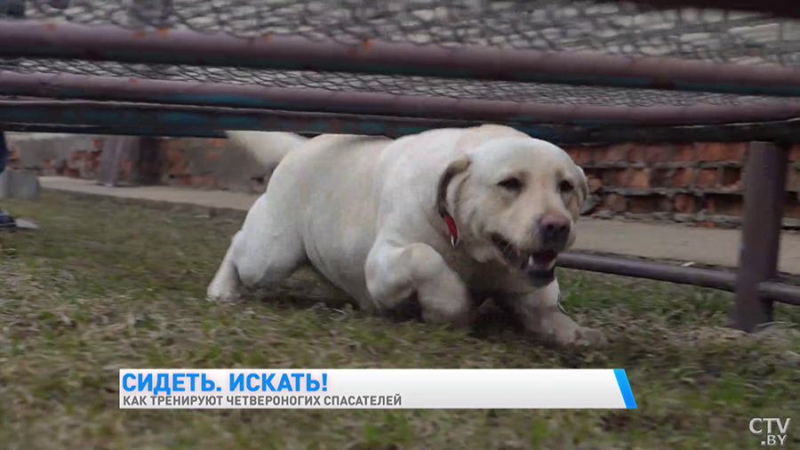 Найдёт пропавшего в лесу, а ещё знает команду «Буся!» Познакомьтесь с лабрадором, которая спасала людей в Турции-22