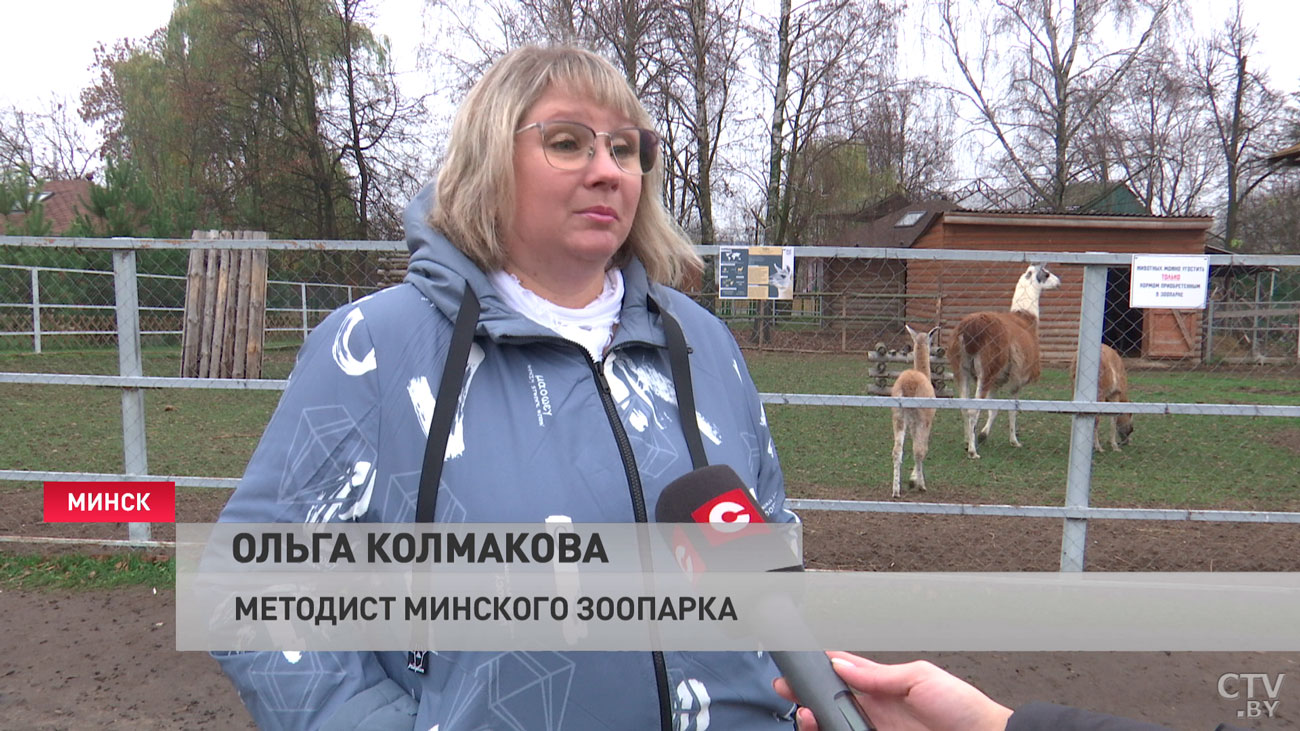 У семейства лам в Минском зоопарке родился детёныш-4