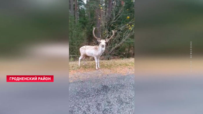 «Может быть, из-за границы пришла». Под Гродно завелась ручная лань-1