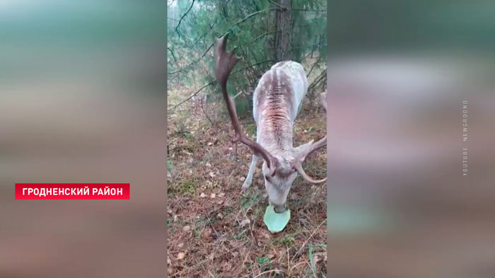 «Может быть, из-за границы пришла». Под Гродно завелась ручная лань-10