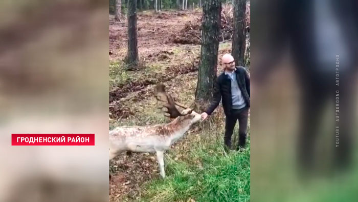 «Может быть, из-за границы пришла». Под Гродно завелась ручная лань-4