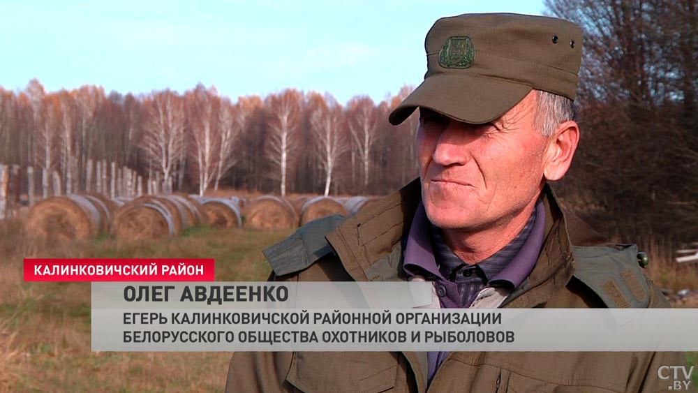 Раньше тут такие животные не водились. Более 100 ланей переехали в леса Калинковичского района-4