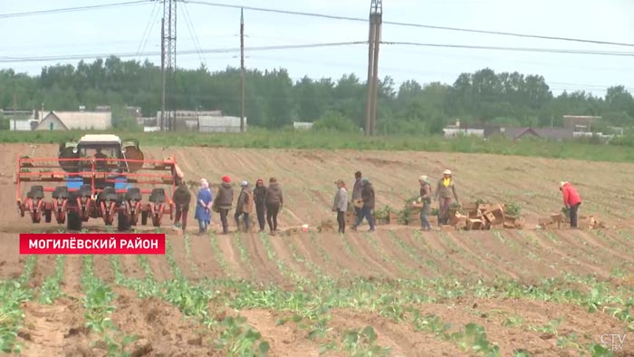 В шутку называют лавандовыми. Посмотрите на эти капустные поля под Могилёвом-1