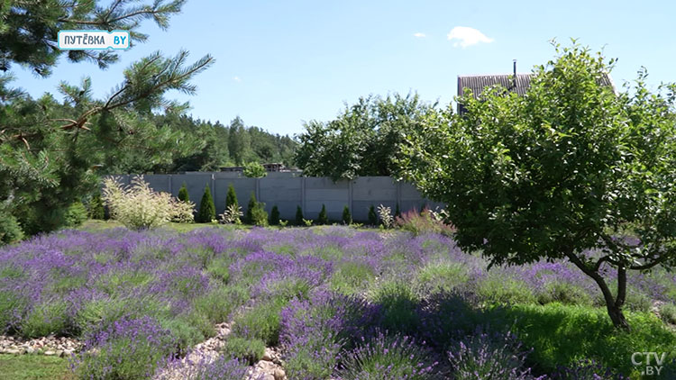 Сиреневое море! Где можно загадать желание и сделать романтические кадры?-1