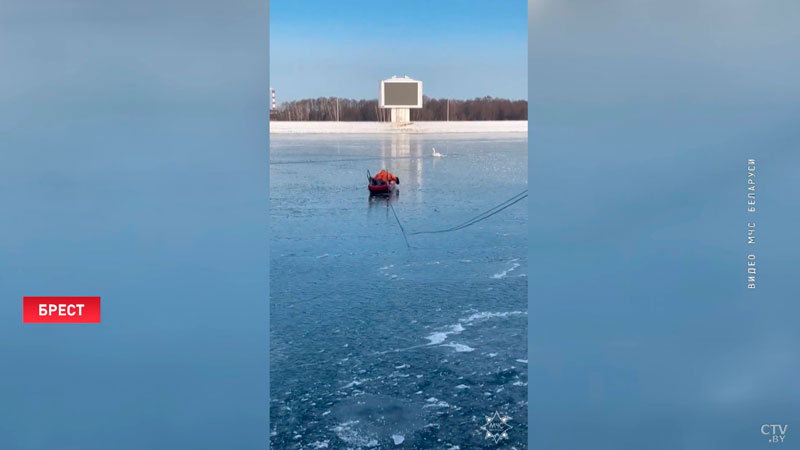 Брестские спасатели освободили примёрзшего ко льду лебедя-1