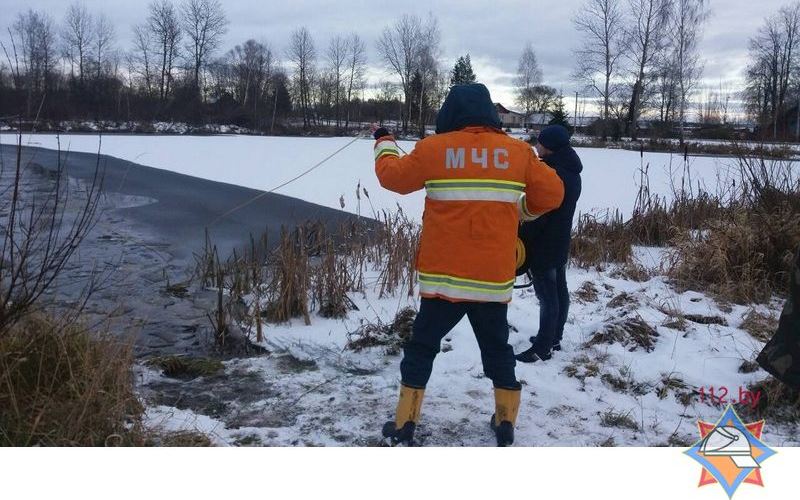 В Городокском районе спасли вмерзшего в лед лебедя-4