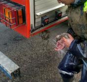 В Воложине птицы 2 часа пытались освободить лебедёнка, но помогли спасатели