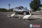 В Пружанах сотрудники ГАИ помогли лебедям перейти дорогу