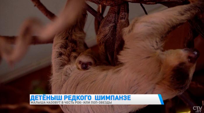 В лондонском зоопарке родился ленивец. Посмотрите на милого малыша-1