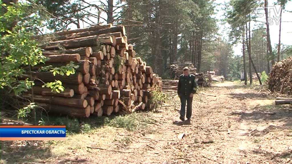 Вырубать и жечь, чтобы сохранить облик города: в Пинске сражаются с короедом всеми доступными способами-13