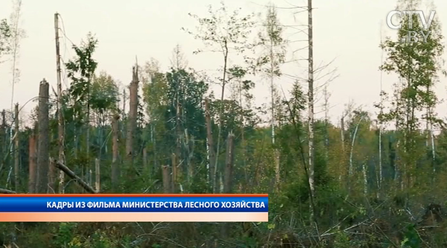 Леса Минской области оказались в кадре видеофильма о ликвидации последствий урагана 2016 года-4