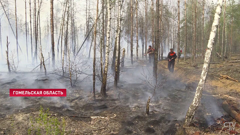 Запрет на посещение лесов действует в 25 районах Беларуси -4