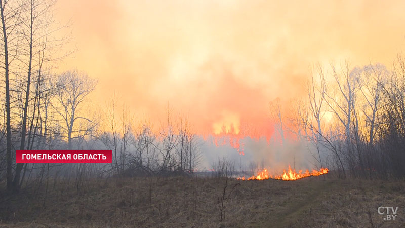 Запрет на посещение лесов действует в 25 районах Беларуси -1