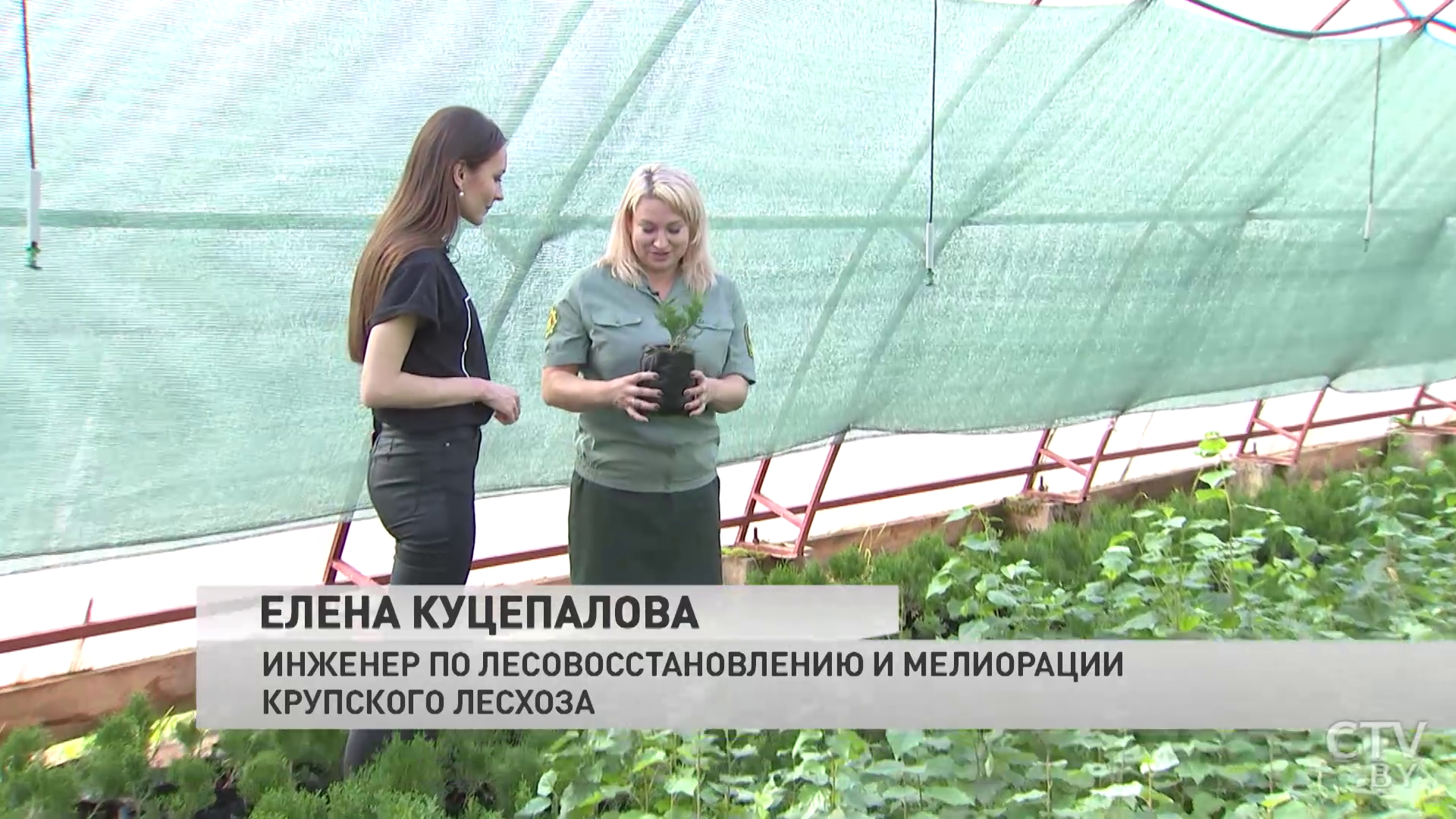 «Благодаря закрытому грунту деревья растут быстрее». В Крупском лесхозе поделились секретом выращивания елей и сосен-4