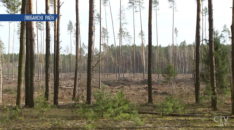 Запрет на посещение лесов с 10 июня вводится в Калинковичском районе Гомельской области