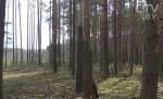 Потерявшуюся под Уздой 82-летнюю женщину нашли при помощи квадрокоптера