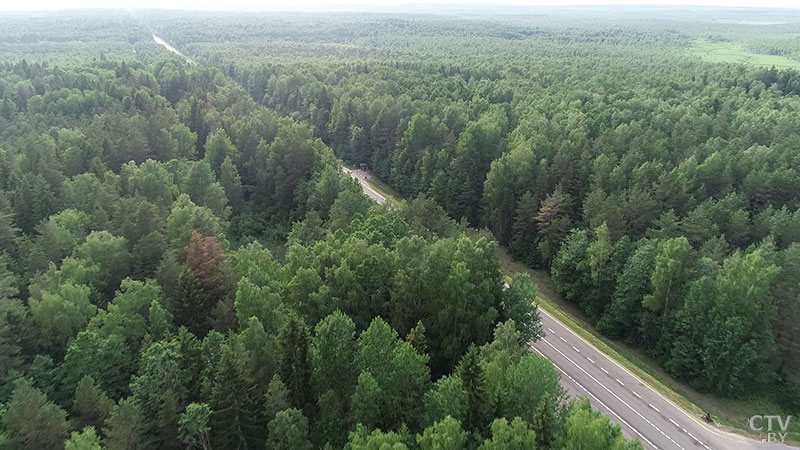 В пяти районах Гомельской области из-за жары введён запрет на посещение лесов-1