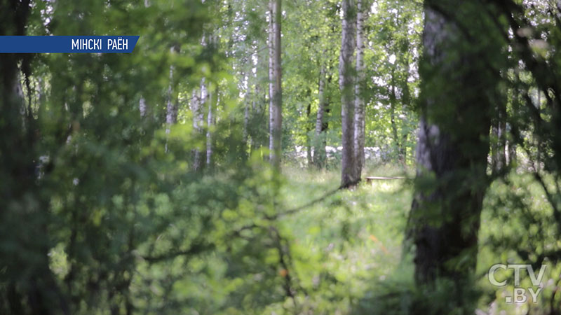 Во всех регионах Минской области отменен запрет на посещение леса -4