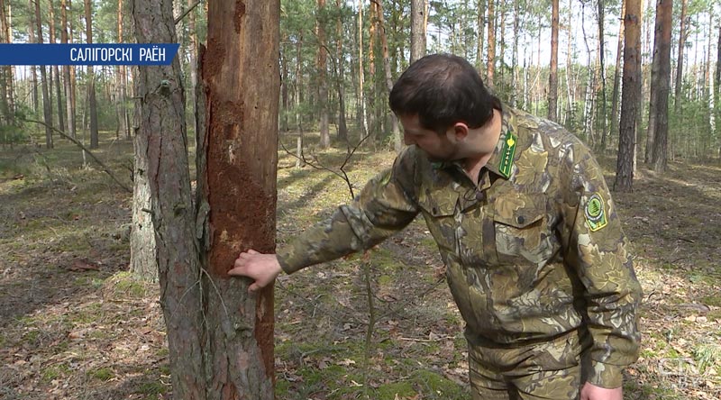 Уйти и... вернуться. Несколько советов, как не заблудиться в лесу