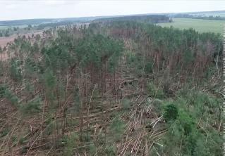 С высоты птичьего полёта: последствия разгула непогоды в Гомельском лесхозе сняли на видео