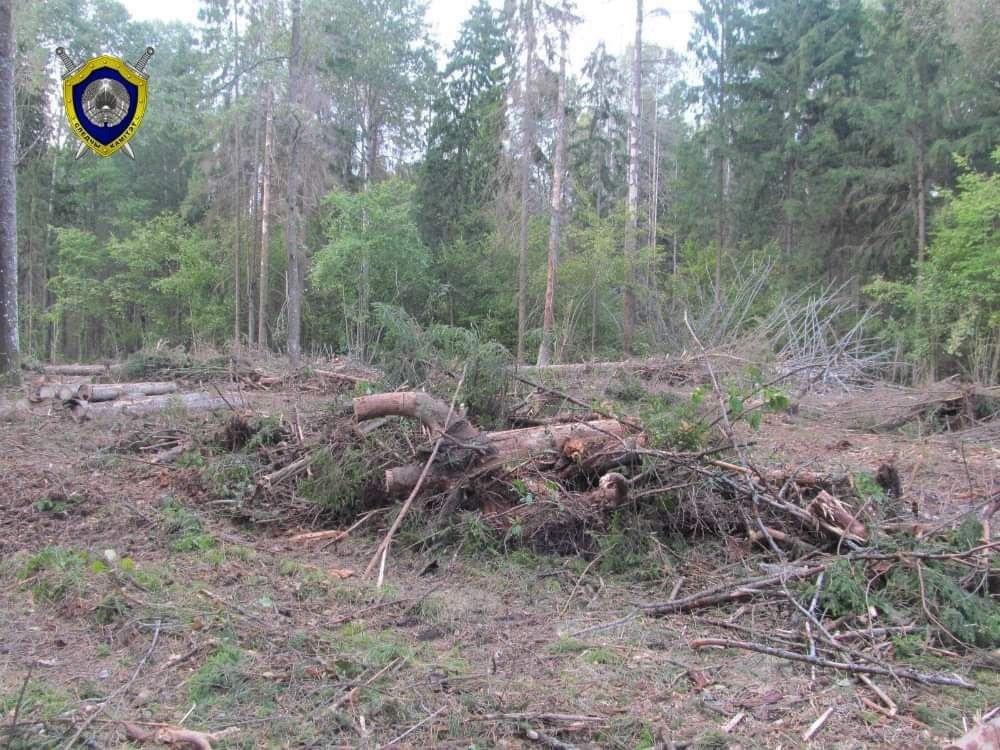 В Могилёвской области на заготовке леса один мужчина погиб, второй в реанимации-1