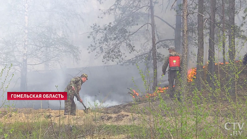Благодаря майским дождям. Запрет на посещение лесов сняли во всех областях Беларуси-4