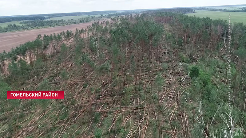 С высоты птичьего полёта: последствия разгула непогоды в Гомельском лесхозе сняли на видео-1