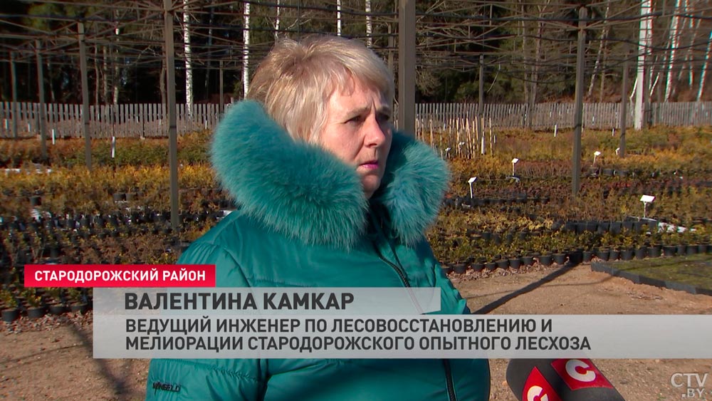 Посадят клён, ясень, дуб, сосну и ель. В стародорожском лесхозе готовятся к высадке лесных культур-7