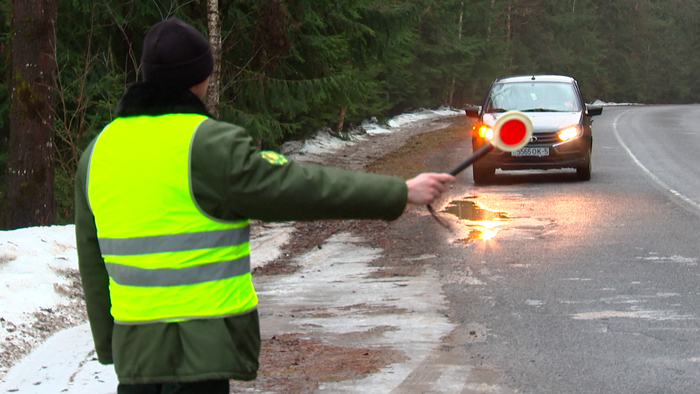 Лесхозы Минской области проводят рейды. Под контролем – незаконная вырубка елей и сосен