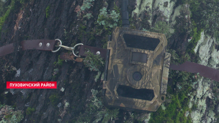 Лесхозы Минской области проводят рейды. Под контролем – незаконная вырубка елей и сосен-1